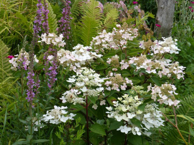 2015-07-25 Hydrangea paniculata 'Wims Red'.jpg