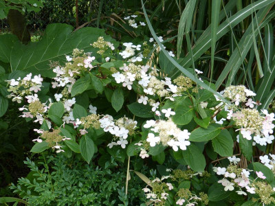 2015-07-25 Hydrangea paniculata 'Pinky Winky'.jpg