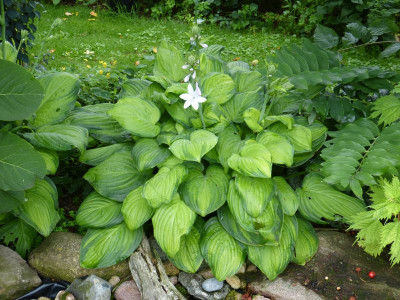 2015-07-25 Hosta 'Guacamole'.jpg