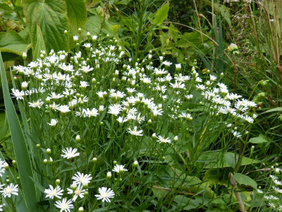 2015-07-25 Aster ptarmicoides.jpg