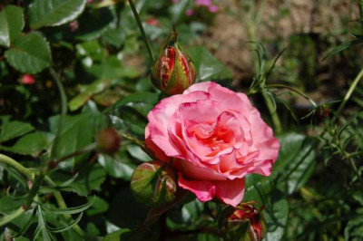 Augusta_Luise_N_01441_1.JPG