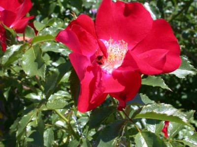 Highdownensis_S3_276671_1.JPG