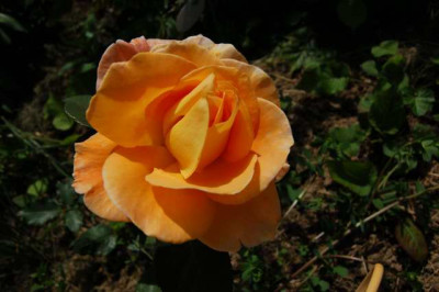 Rose_Turkei_S2_00771_1.JPG