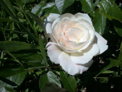 Schneewittchen_S1_276301_1.JPG