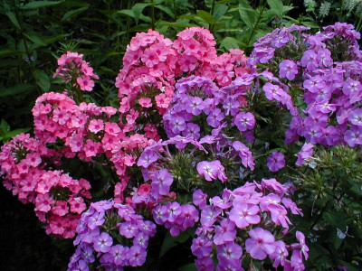 Light Pink Flame und Lilac Flame.jpg