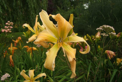 2015_0725JuliHemsnoch0054.JPG