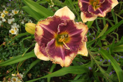 2015_0725JuliHemsnoch0084.JPG