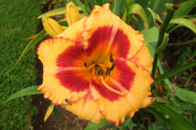 2015_0725JuliHemsnoch0078.jpg