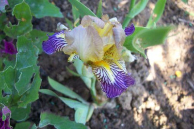 000_1059_Iris_von_Natura.jpg