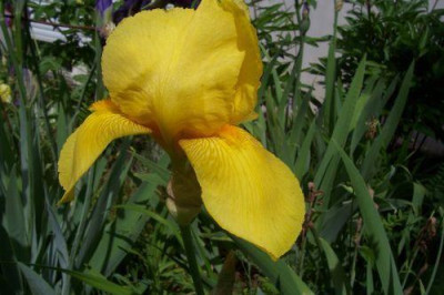 000_1024_unbekannte_gelbe_Iris1.jpg