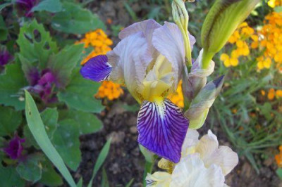 000_1062_Iris_von_Natura.jpg
