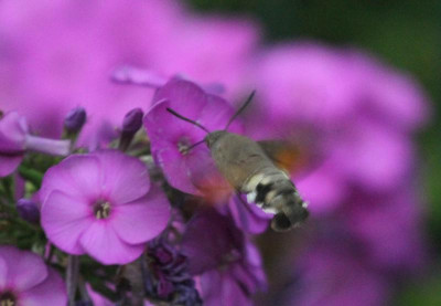 Blüten Besucher2.jpg