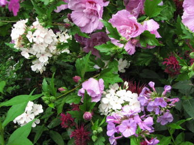popeye,fliederball,prarienacht, lavender chiffon (2).JPG