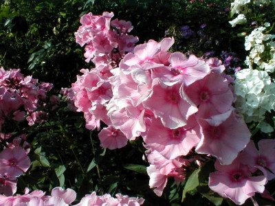 07.24.2015b38.jpg