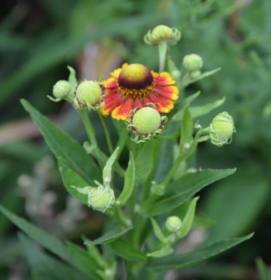Helenium-unbekannt-niedrig.15-1.jpg