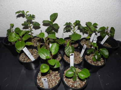 HibiskussaemlingePon25072015.jpg