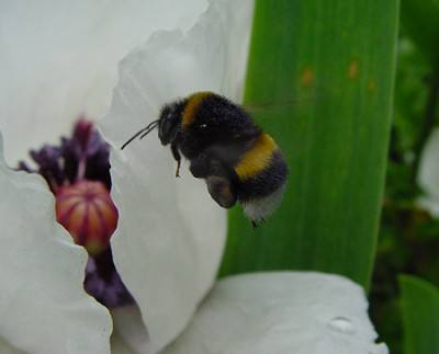 erdhummel_flug.jpg