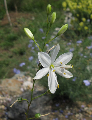 IMG_5215_Anthericum_ramosum_24Juli2015_.jpg