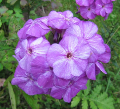 Phlox namenlos 150725.jpg
