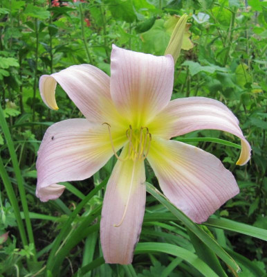 'Blauer Chiffonschal' 150725.jpg