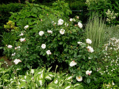 Pearl-Drift-ganz_k.jpg