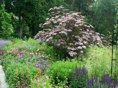 Sambucus_nigra_Black-Beauty.jpg