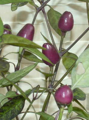 p13_a.jpg