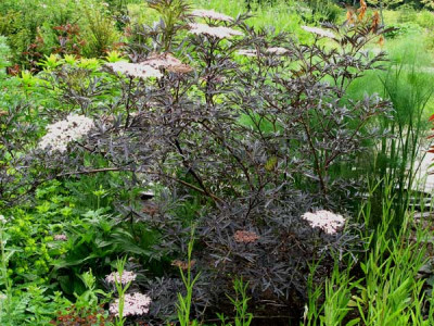 Sambucus_nigra_Black_Lace.jpg
