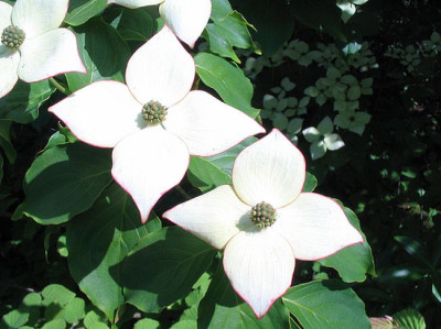 Cornus_kousa_2__2006.jpg