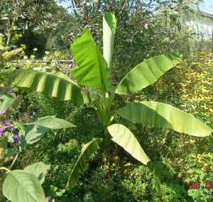 22.9.05_banane_3.jahr.jpg