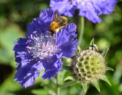 Scabiosa-Stäfa-15-1.jpg