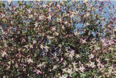 rubromarginata.jpg