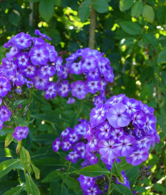 Phlox-Laura.15-1.jpg