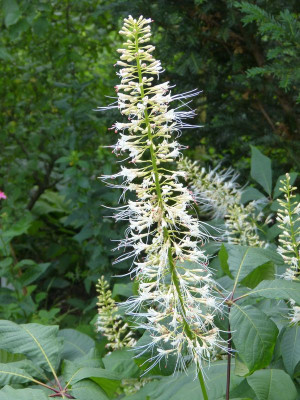 2015-07-26 Aesculus parviflora.jpg