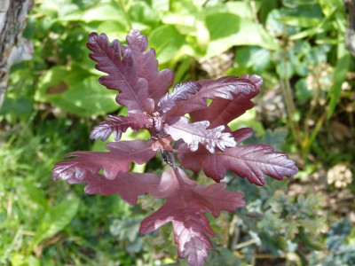 2015-07-26 Quercus robur 'Atropurpurea'.jpg