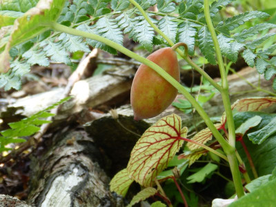 2015-07-26 Podophyllum hexandrum.jpg