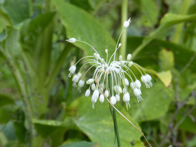 2015-07-26 Allium carinatum ssp. pulchellum album 2.jpg