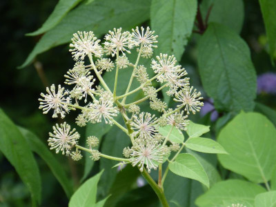 2015-07-26 Aralia californica.jpg