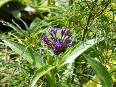 2015-07-26 Centaurea.jpg