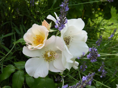 2015-07-26 Rosen 'Sally Holmes'.jpg