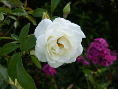 2015-07-26 Rosen 'Schneewittchen'.jpg