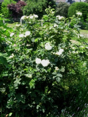 Habitus_Maxima.jpg