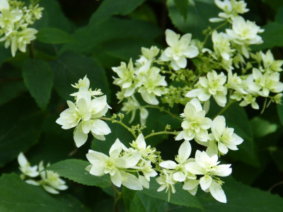 2015-07-26 Hydrangea arborescens 'Hayes Starburst'.jpg