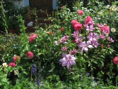Habitus_Rosarium_Uetersen.jpg