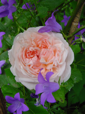 st_swithun_campanula_04.jpg