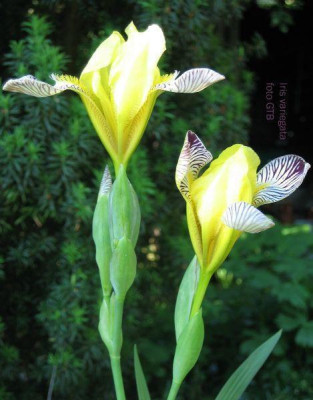 Iris_variegata_09591.jpg