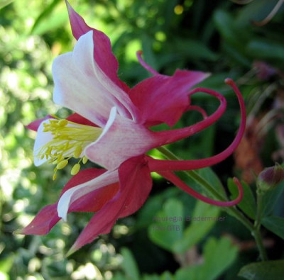 Aquilegia_Biedermeier_09661.jpg