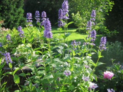 Nepeta_subsessilis_1_09632.jpg