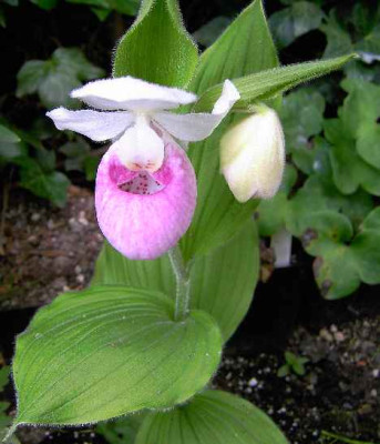 14.6..06.Cypripedium__reginae_I_011.JPG