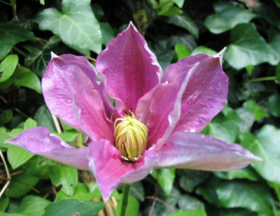 Clematis14.06.06_035.jpg